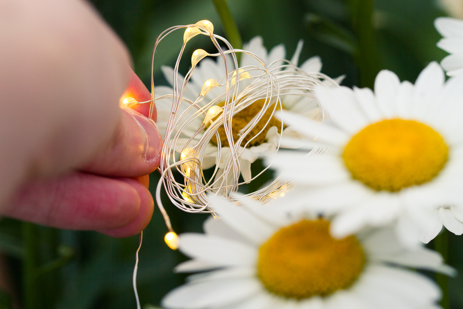 Image: Holding the lights in behind the daisy.