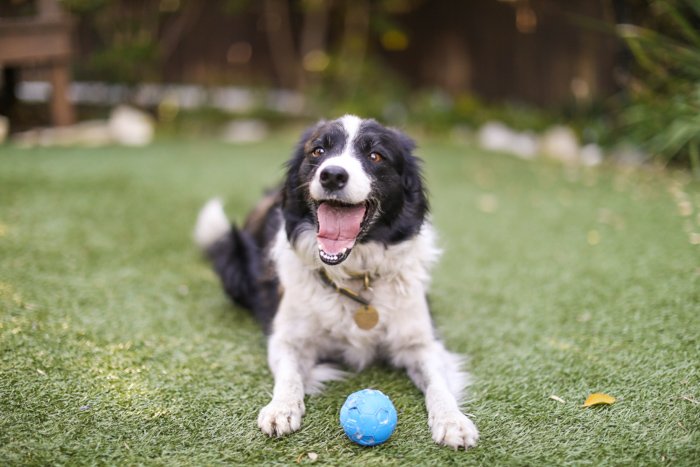 Playful pet portrait of a Border Collie dog lying on the grass with blue ball
