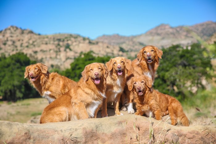 bright pet portrait of 5 brown dogs looking towards the camera in a rocky mountainous background