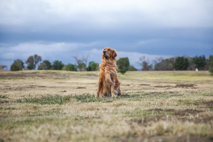 pet portrait of a Golden retriever in a grassy landscape