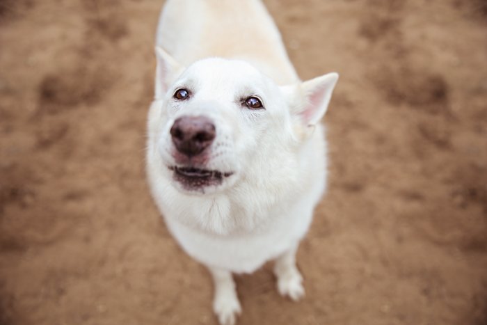overhead portrait of a white dog looking up