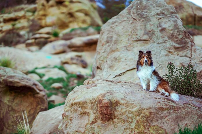 a brown and white dog sitting on a rock - pet photography aperture