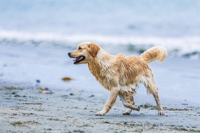 a golden retriever running on the beach - pet photography aperture