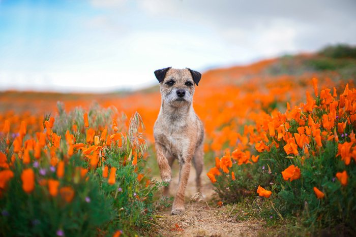 a small brown standing among bright wild flowers - pet photography aperture