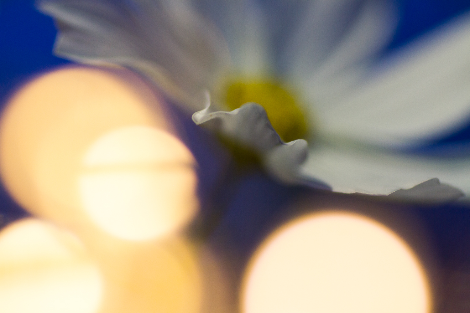creative macro photography fairy lights flower aster
