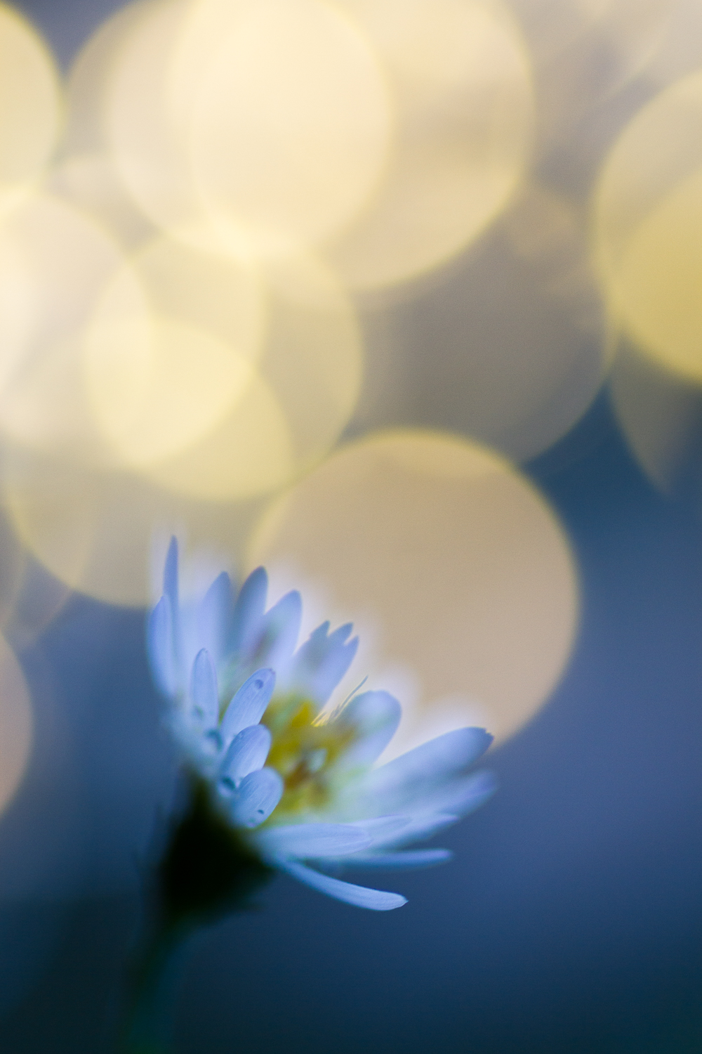 fairy light creative macro photography flower bokeh aster