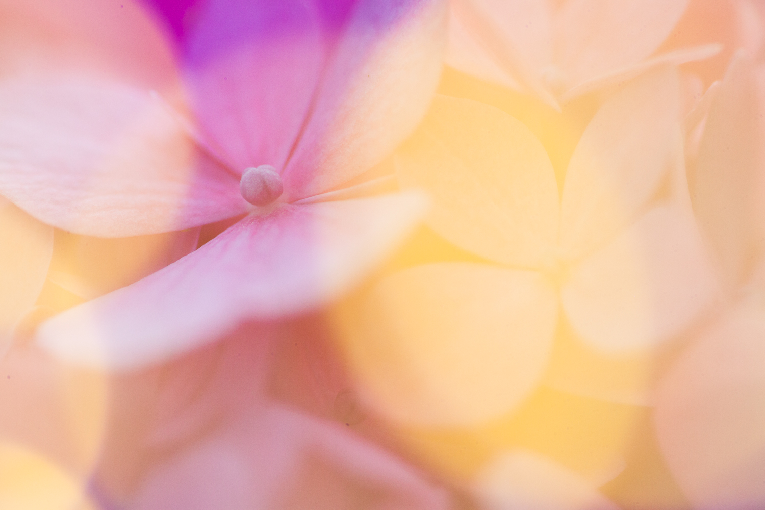 fairy light creative macro photography flower bokeh