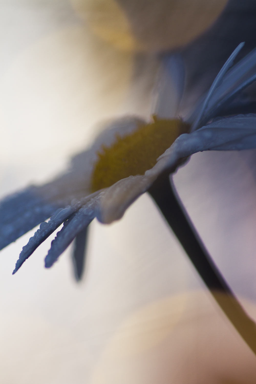 fairy light creative macro photography flower daisy
