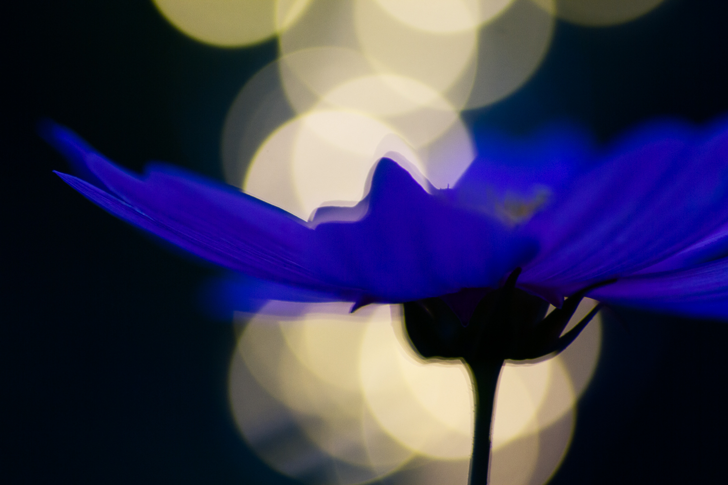 fairy light creative macro photography flower