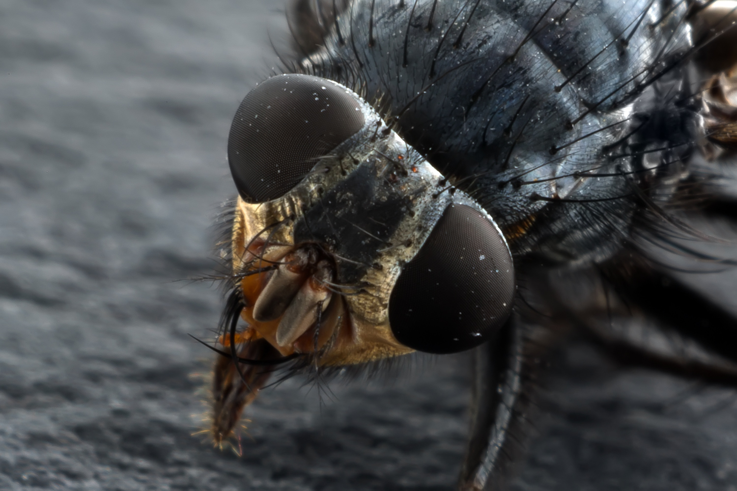 fly head extreme close-up - How to do Extreme Close-Up Photography with a Macro Bellows