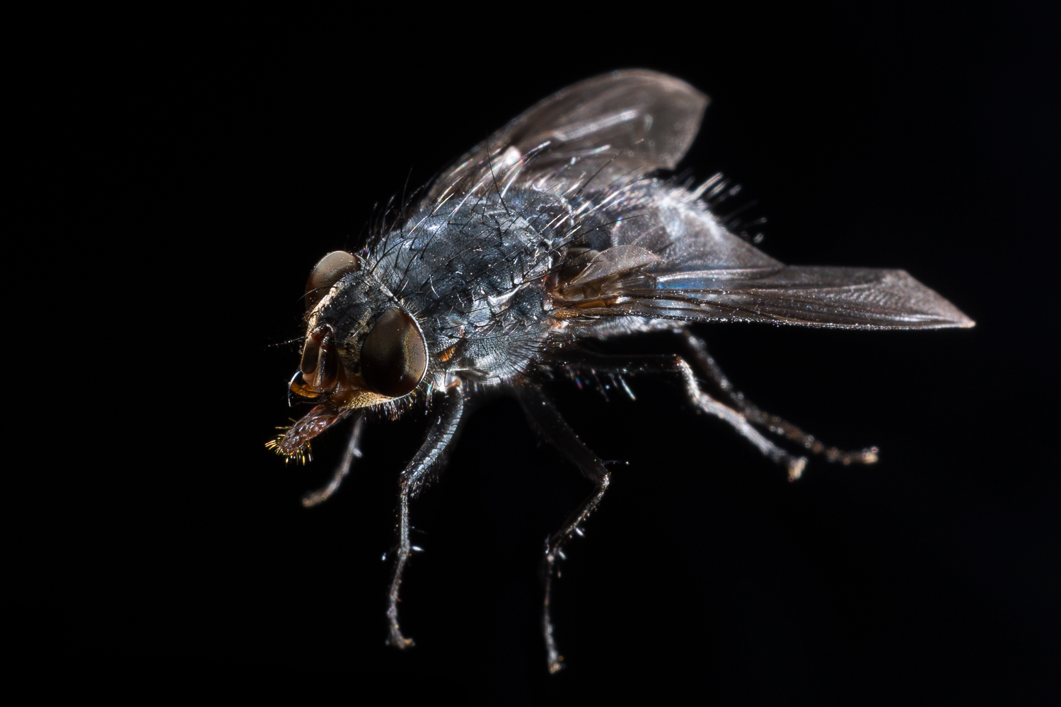 house fly - How to do Extreme Close-Up Photography with a Macro Bellows