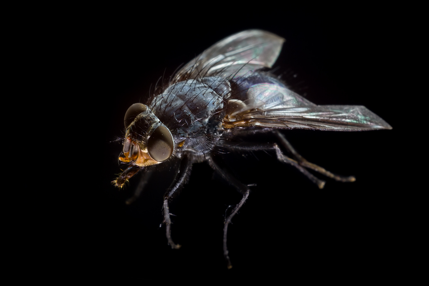 house fly - How to do Extreme Close-Up Photography with a Macro Bellows