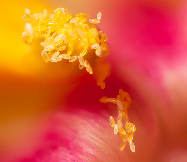 pollen inside a flower. Each grain of pollen is 70 microns long and the image is created using 16 separate frames for increased focus