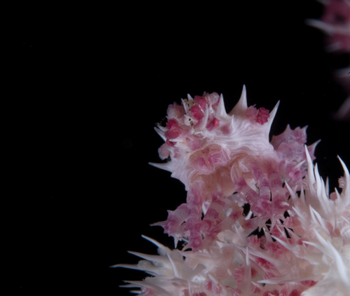 An underwater macro photograph with a black background by Matt Weiss