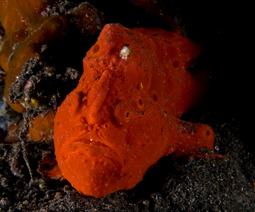 Frogfish underwater photography with side lighting by Matt Weiss
