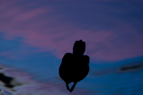 Turtle Sunset Undewater Photograph