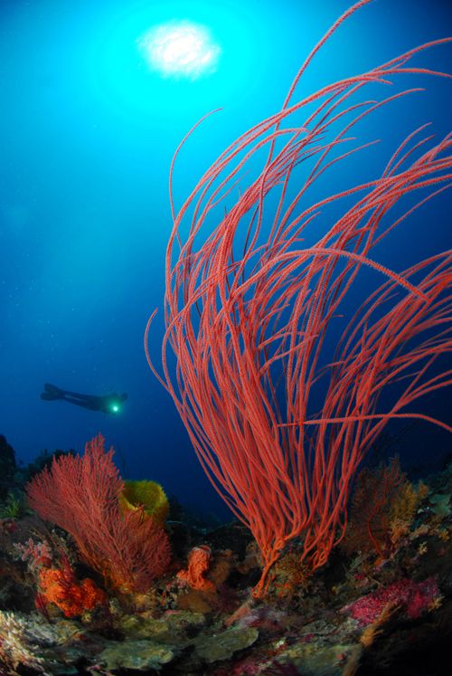 colorful underwater photo