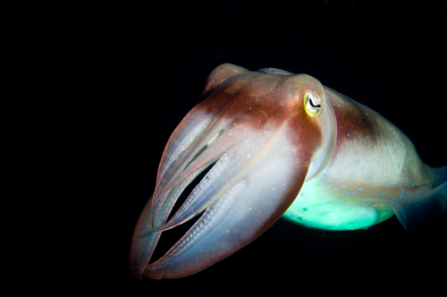 cuttlefish underwater photograph by Matt Weiss