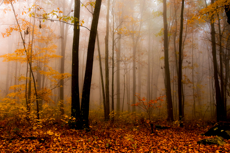 fall scene with fog