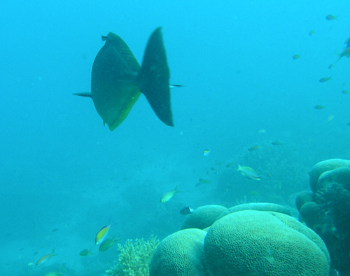 fish tail underwater photograph
