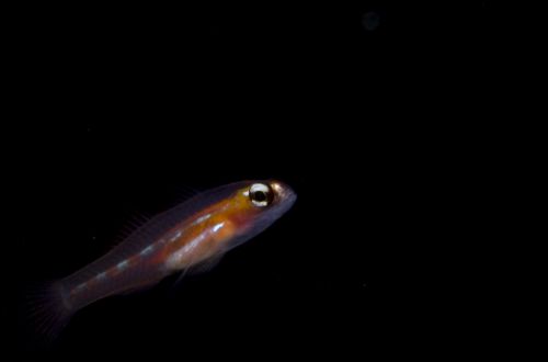 fish underwater photography by Matt Weiss