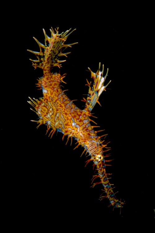ghost pipefish in s-curve by Matt Weiss