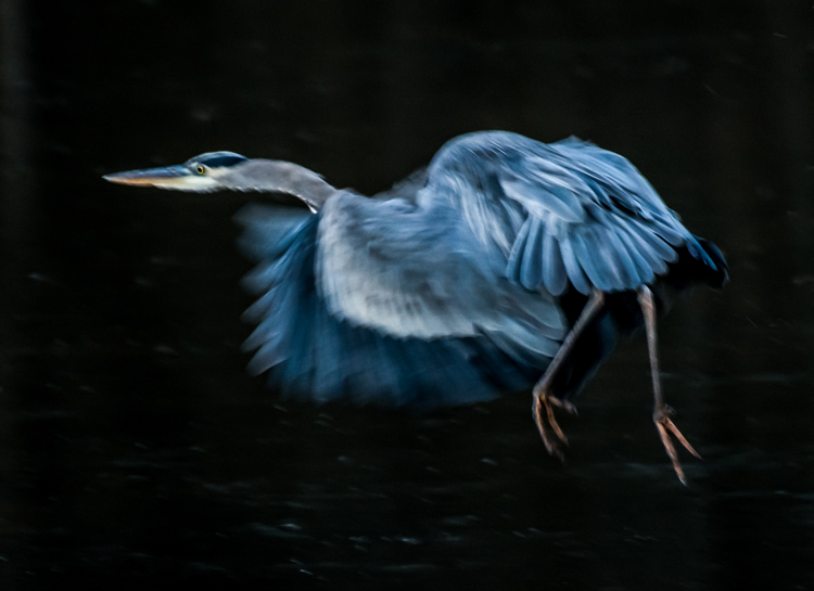 low light photography great blue heron